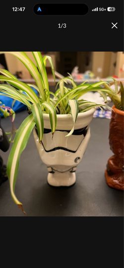 May the 4th Star Wars Plant Fan?