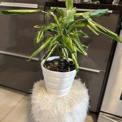 Verigated Dracena Plant