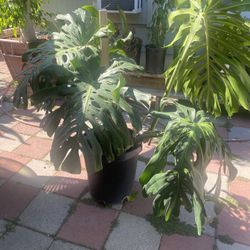 Plant For Sale