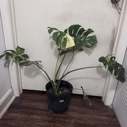 Monstera Thai Constellation 