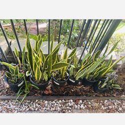10 Live Snake Plant, Sansevieria trifasciata Laurentii, Fully Rooted Indoor House Plant in Pot, Mother in Law Tongue Sansevieria Plant, Potted Succule