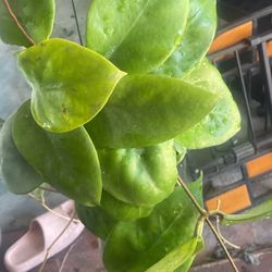 Hoya Ut 039