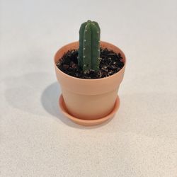 Potted Cactus , Living