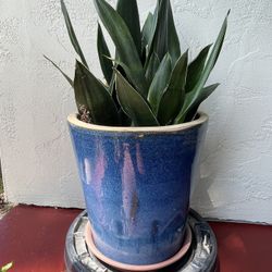 Snake Plants W/ Ceramic Pot 