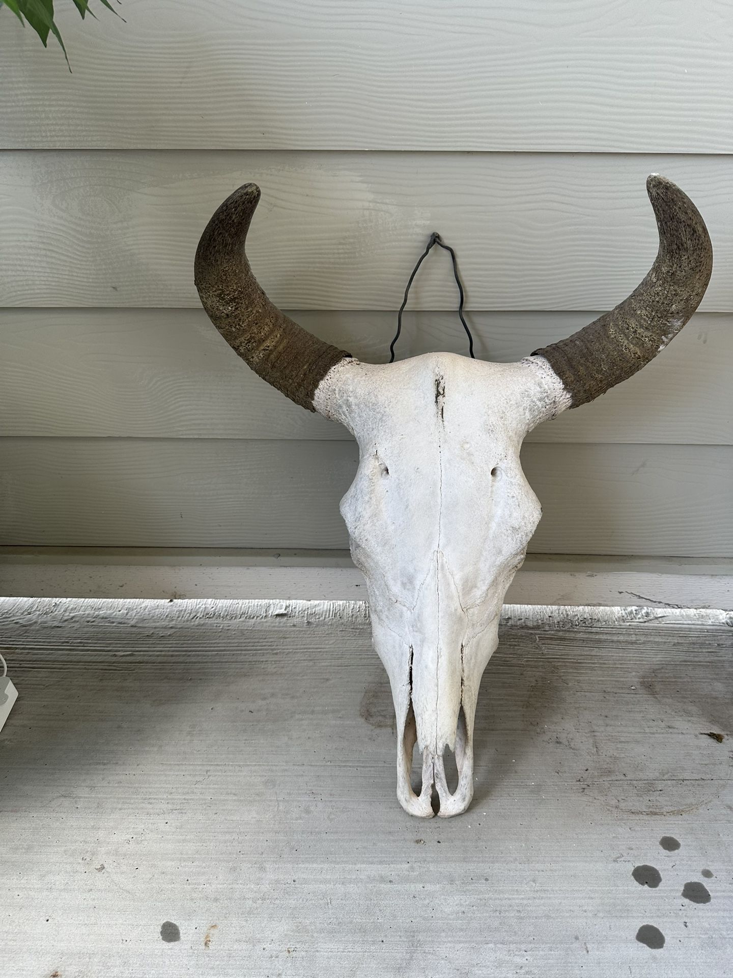 Real Cow Skull