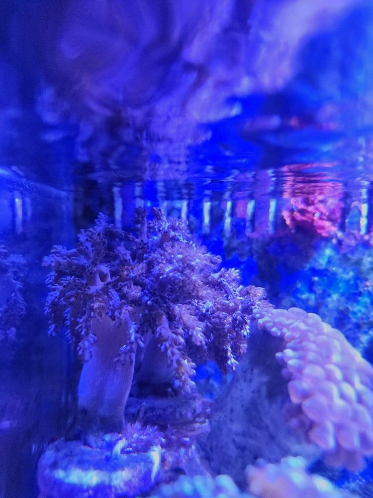 Kenya Tree Coral Toy