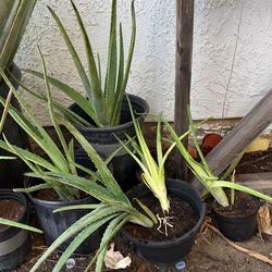 Aloe Vera