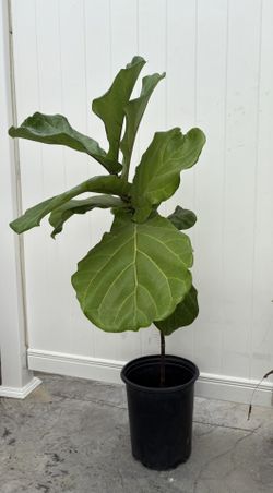Fiddle Leaf Fig Tree