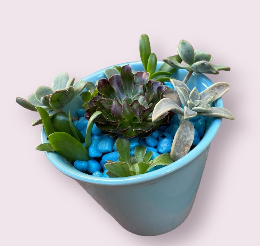 Light Blue Ceramic Pot Filled With Succulents