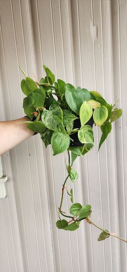 Varigated heart leaf philodendron