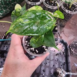 🐉 Alocasia Baginda "Dragon Scale" Aurea  💚💛