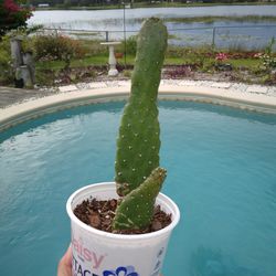 9" Caribbean Tree Cactus Opuntia $7 Ship $3.50 - Consolea Falcata Potted Plant 