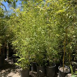 Bamboo Plants- 5 Gallon Size- Approximately 4- 6 Feet Tall - Both Running And Clumping Varieties Available 