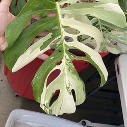 Fresh Batch Of Monstera Albo Cuttings