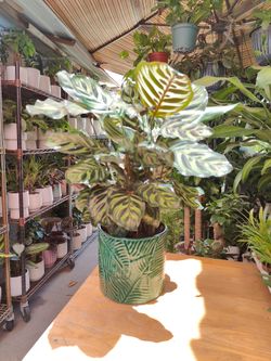 Dracaena Peacock Prayer Plant