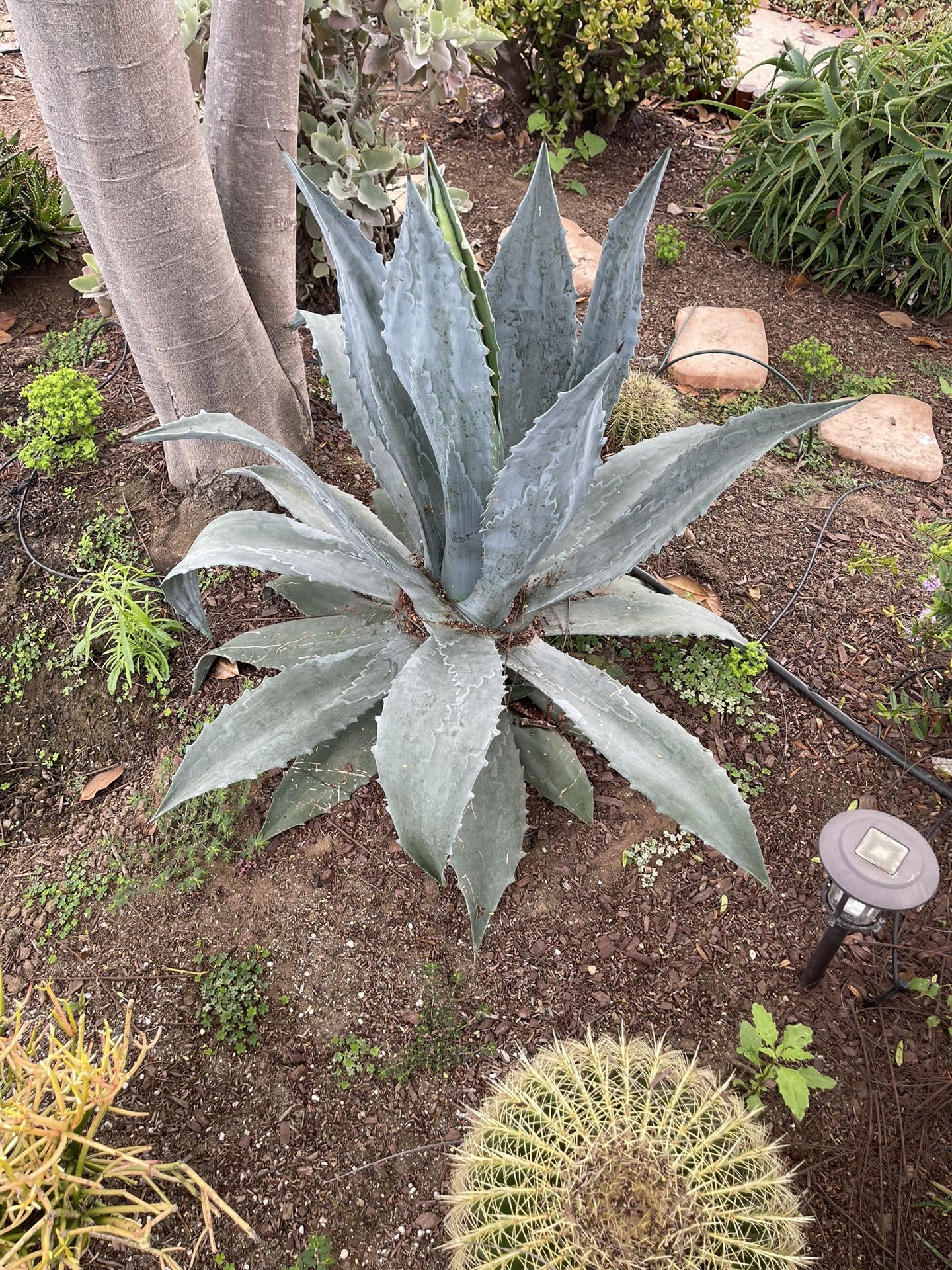 Agave americana (Century Plant) - 3 feet wide - #1