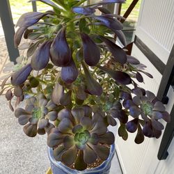 AEONIUM ARBOREUM-BLACK ROSE