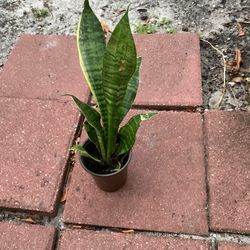 Snake Plant 