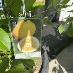 Fruit Trees