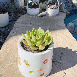 Stonemoon Succulents 