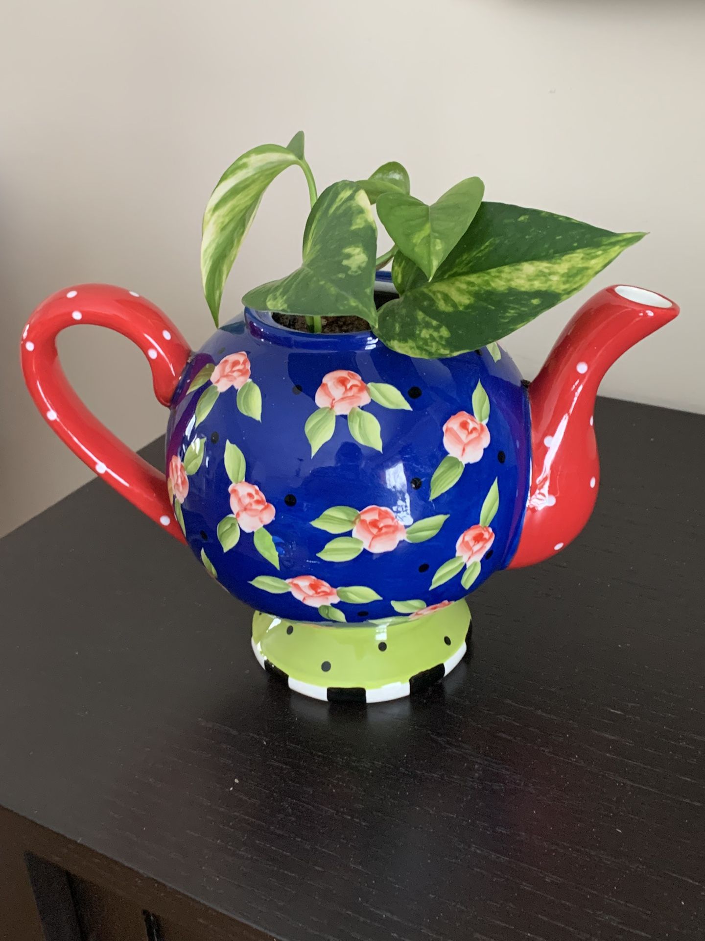 Pothos House plants