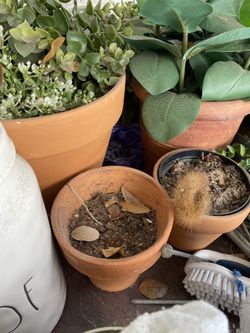Terracota Plant Pots With Drainage Holes