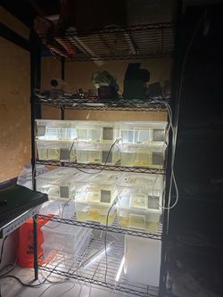 Copepods culture system