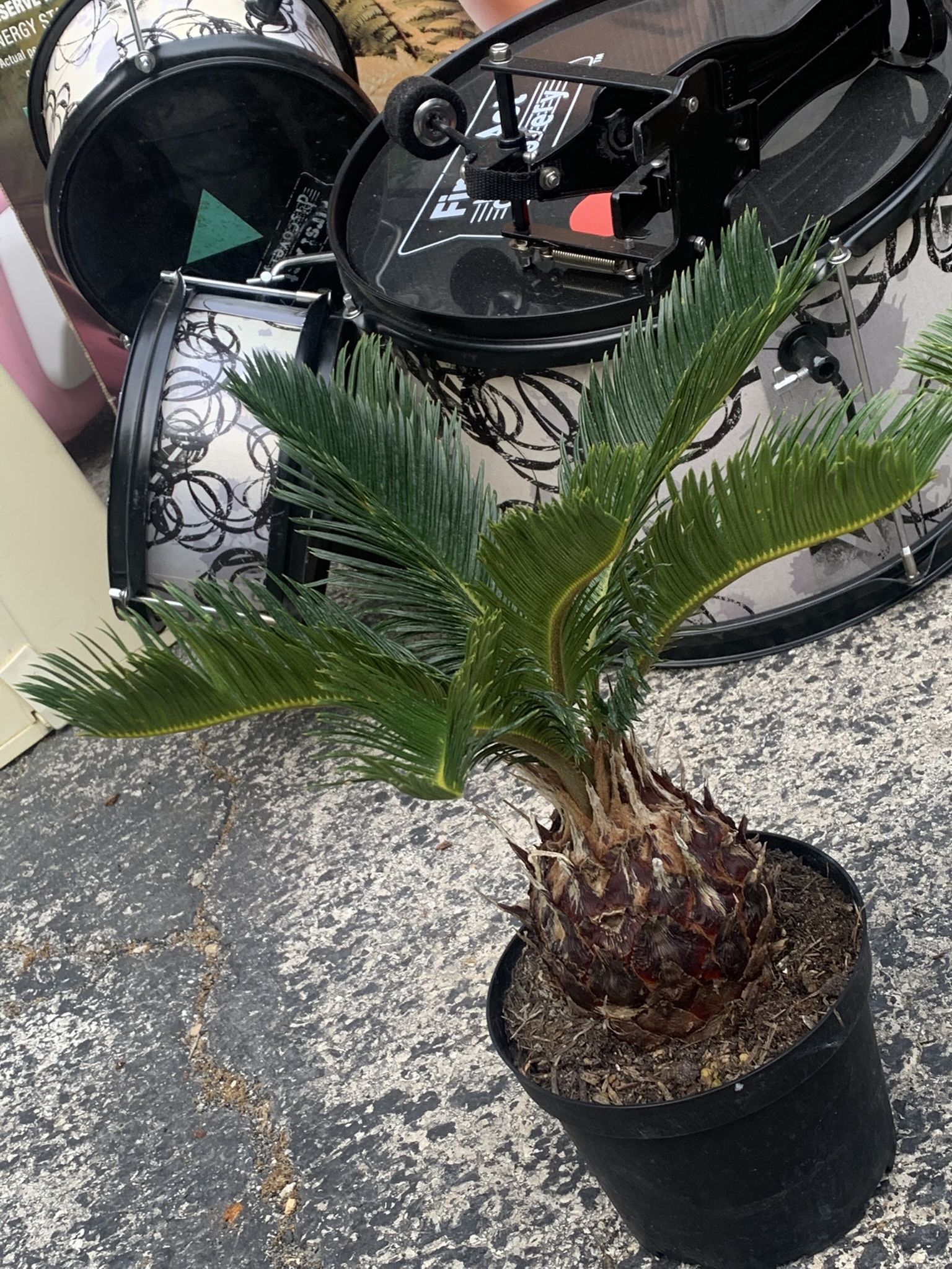 King Sago Palm Tree Plants!! $35 Each!!