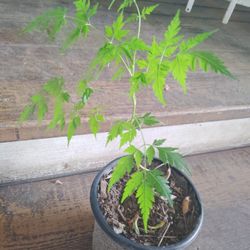 Neem Plant.      [ Planta De Nim. ]