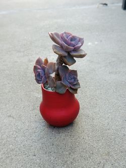 Succulents plants 🪴 