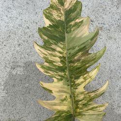 Philodendron Caramel Marble Variegated 