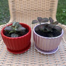 2 Mini Fittonia Plants in 4” Ceramic Pots With Drainage 