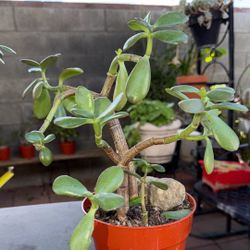 Succulent Plant /planta Jade