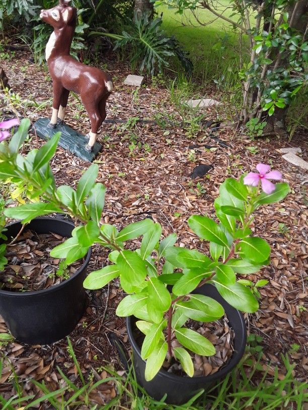 Bloomig Plant In Nice Pot In Weeki Wachee Spring Hillt