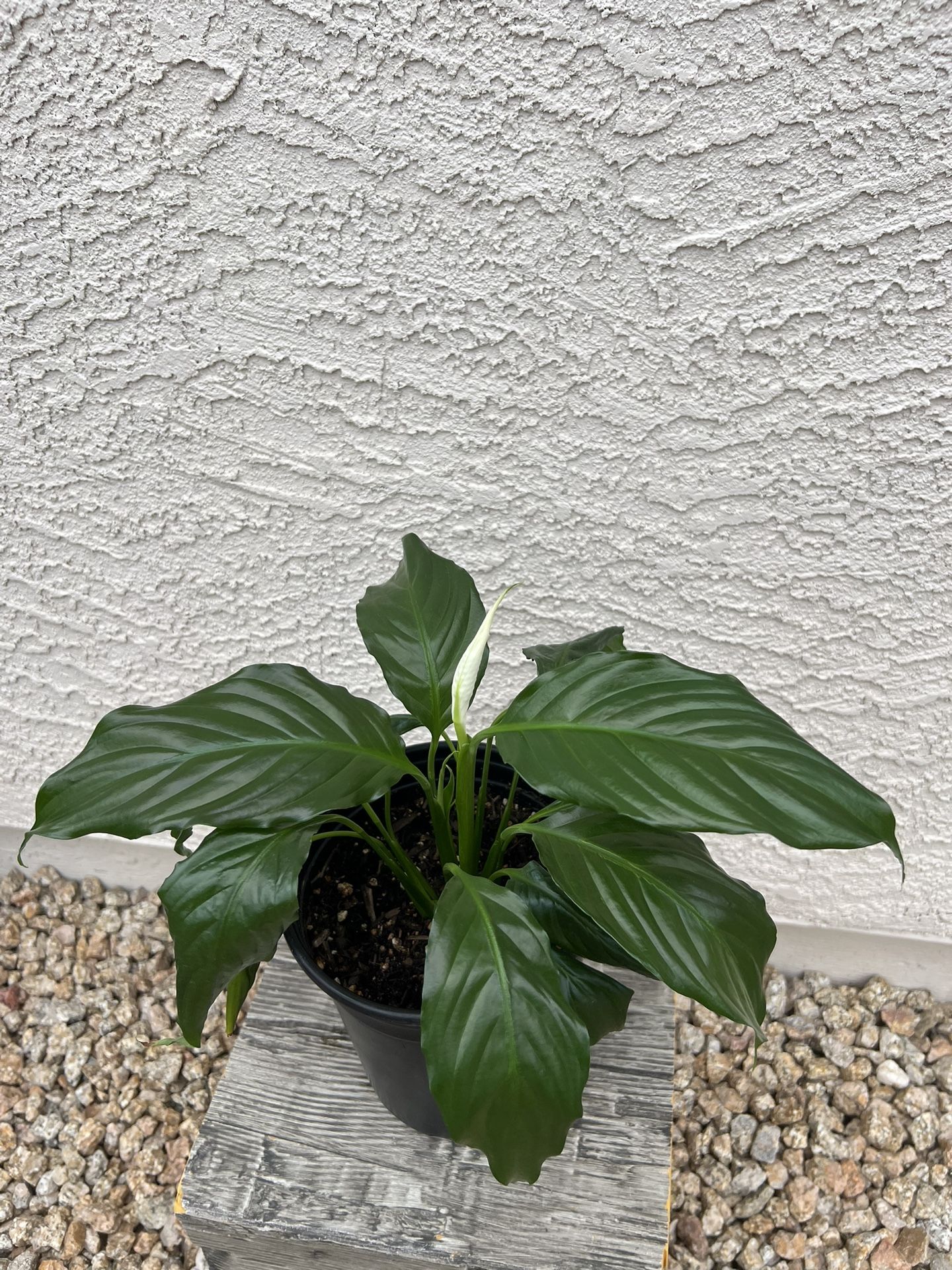 Peace Lily Plant With Bloom In 6” Pot