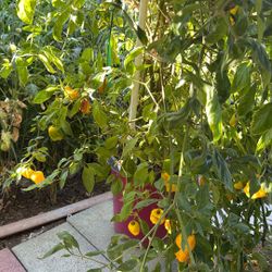 Chiles  Mándanos 