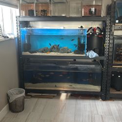 Complete Fish Room