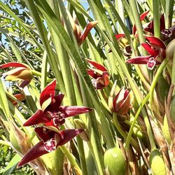 One Gallon Pot Coconut Orchid Smells Like Coconut Lan Dua 