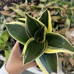 Variegated Mini Mother In Laws Tounge  🪴🌿🐍🐍