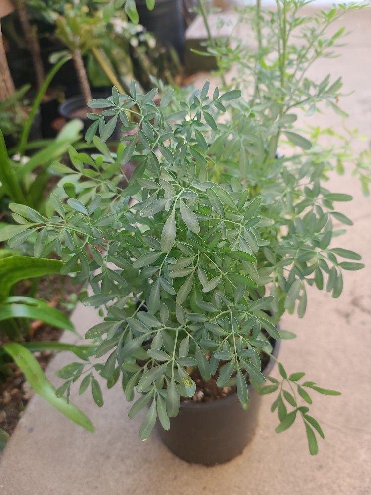 PLANTAS DE RUDA $3