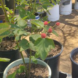 Blackberry Trees Thornless. Please Read Discription 