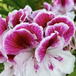 Geranium Pink & White Cuttings 3 Beautiful Fresh Pelargonium