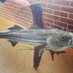 Mounted Striped Bass