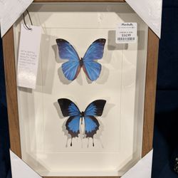 Butterfly Wall Picture