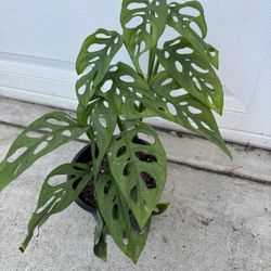 Monstera Swiss Cheese