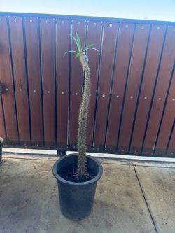 Madagascar Palm