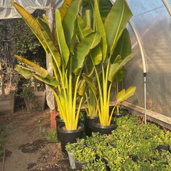 Travelers Palm