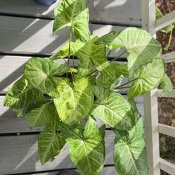White Butterfly Arrowhead Plant 