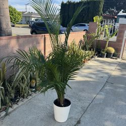 Palm Tree