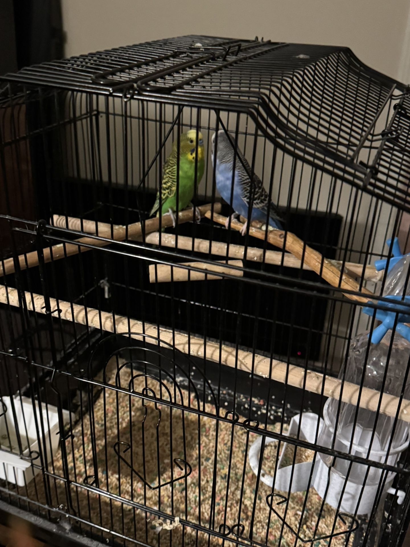 Parakeets